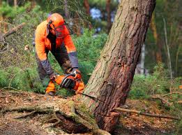 How Our Tree Care Process Works  in  Fairmount Heights, MD